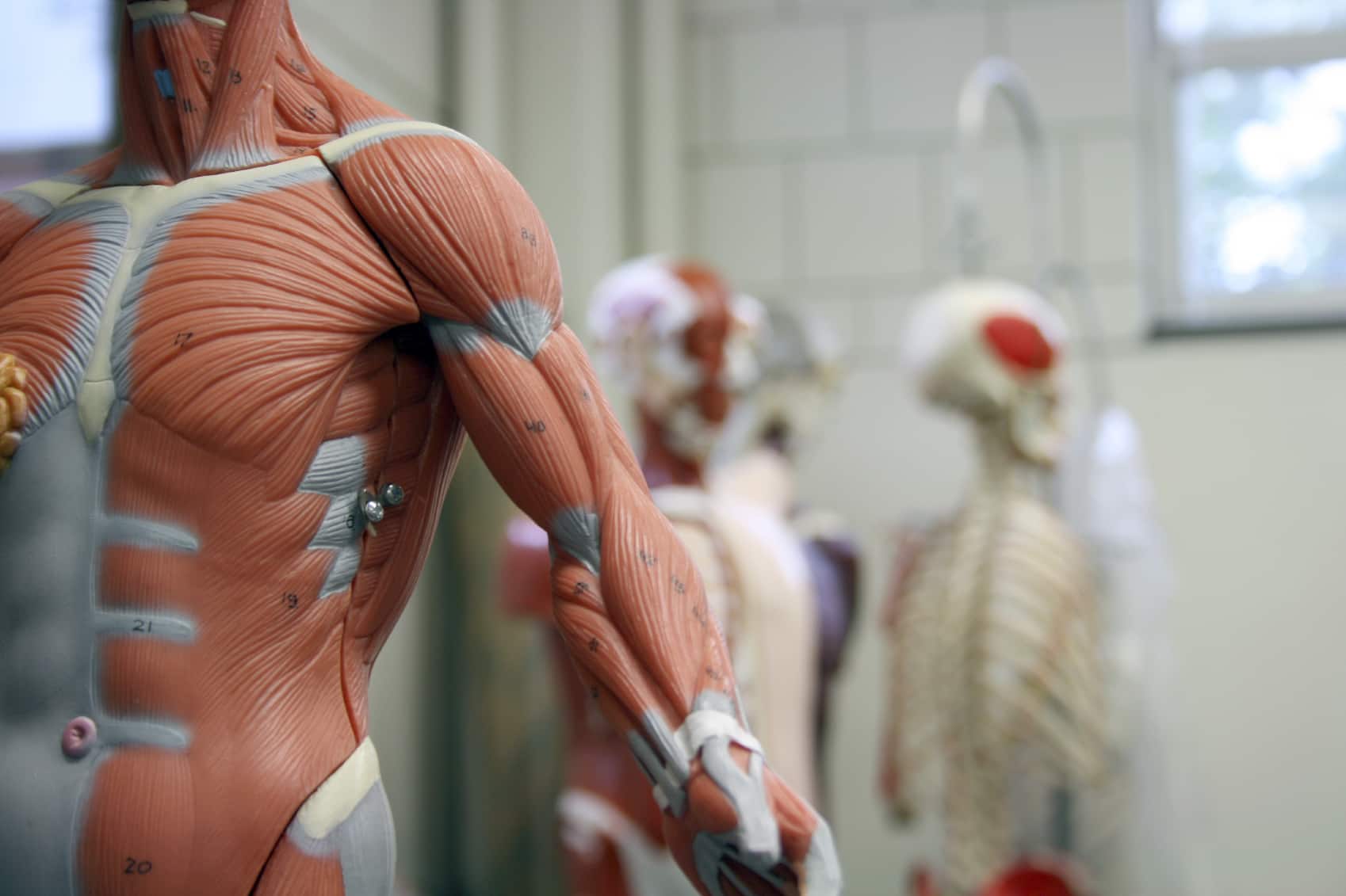 Online hulpmiddelen om anatomie te studeren