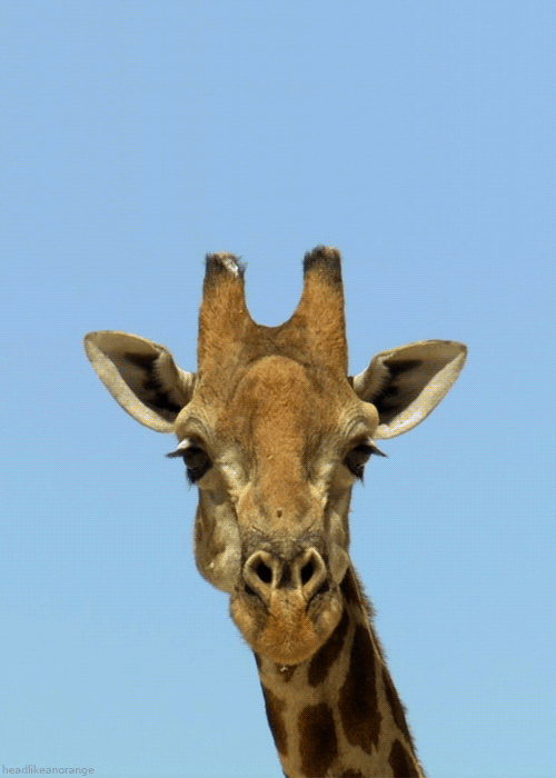 Giraffen neck